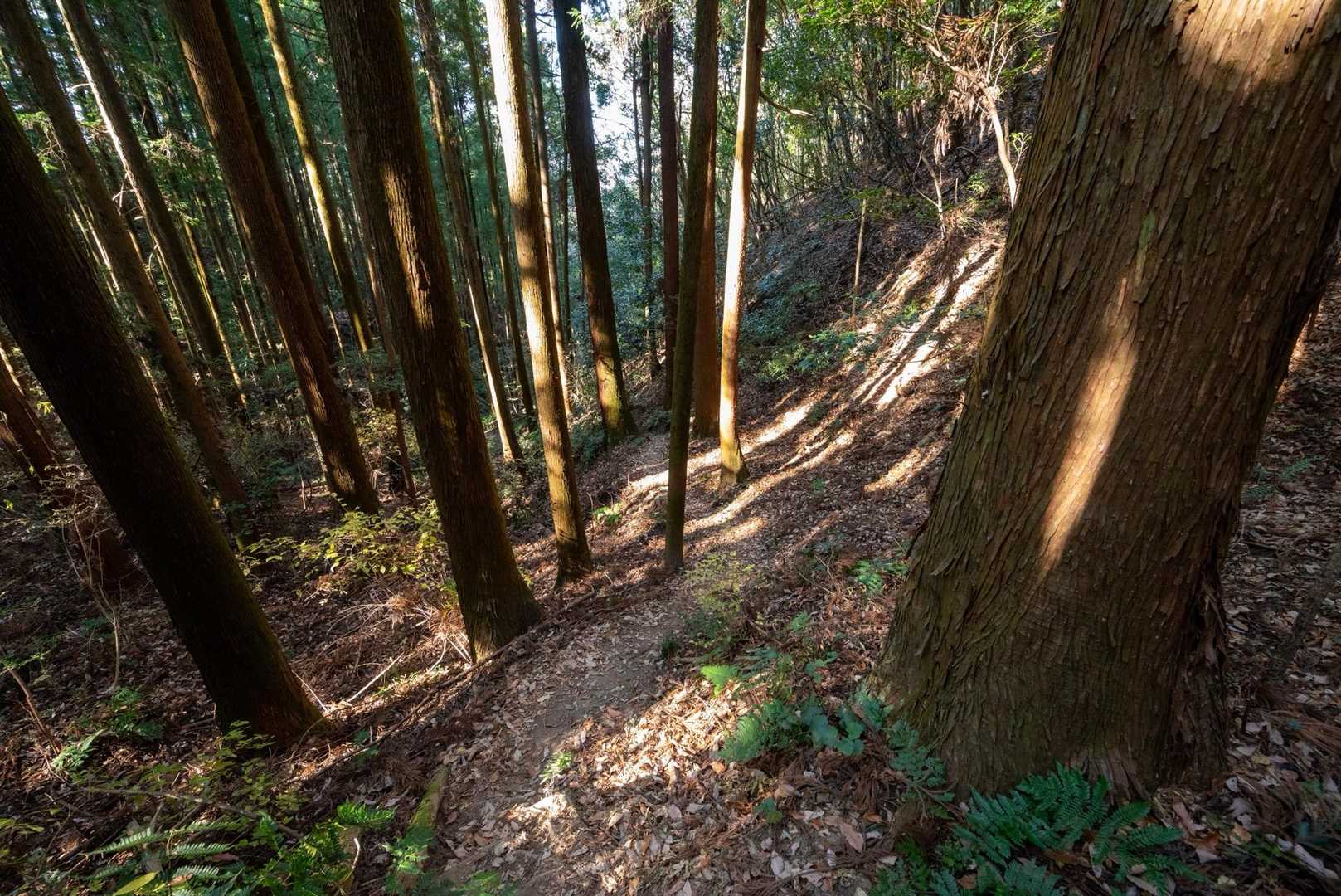 飯能駅-天覧山入口-天覧山-多峯主山-大黒山-多峯主山登山 縦走コースの写真