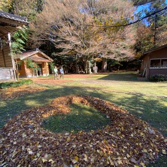 名物の大かえで🍁は散ってしまった後