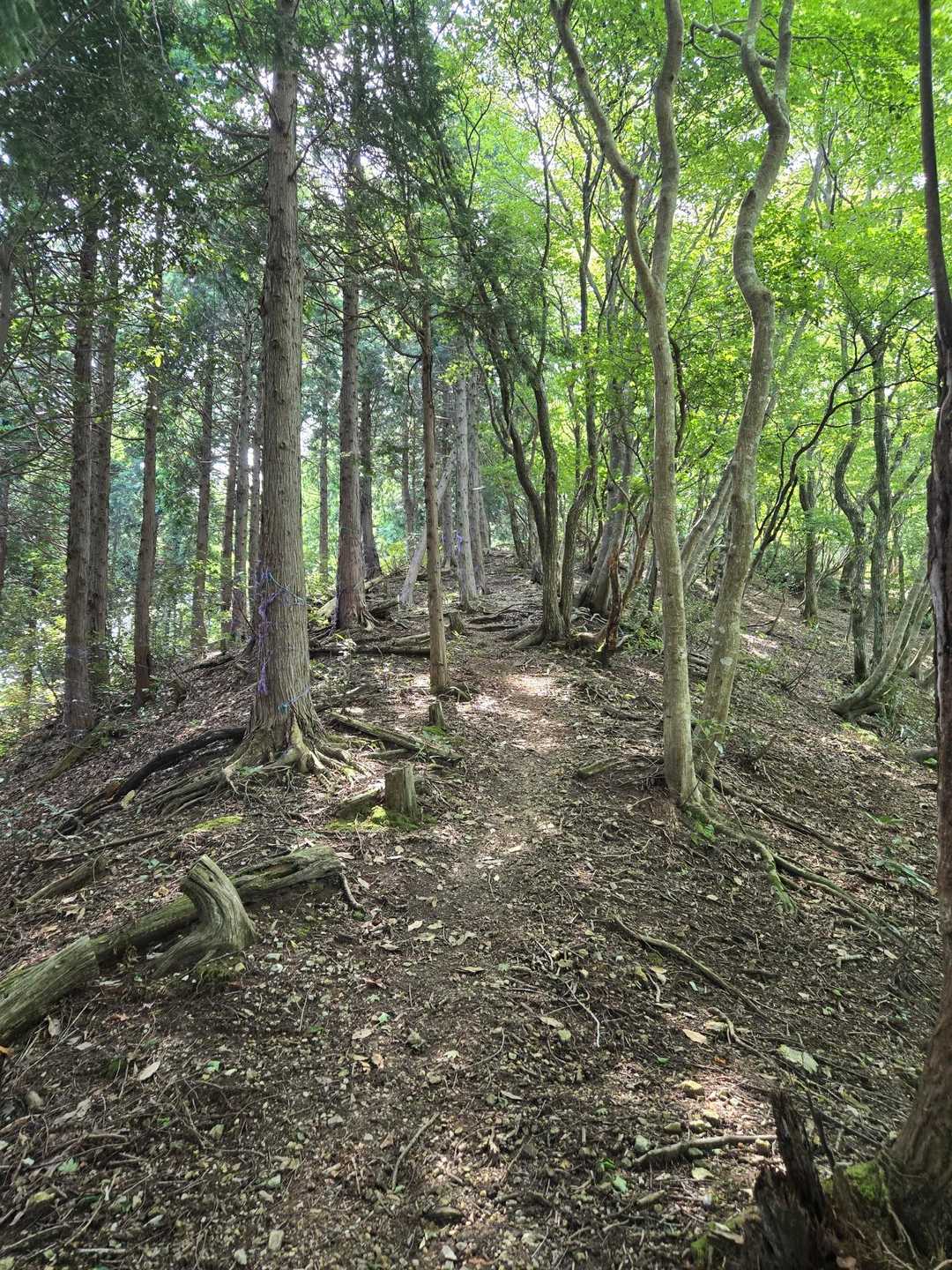 二の谷山 往復コースの写真
