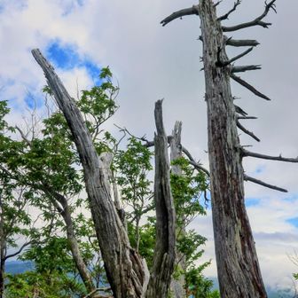 烏ヶ原山山頂付近のシンボル的な木🌲落雷⚡⚡直撃かな❓