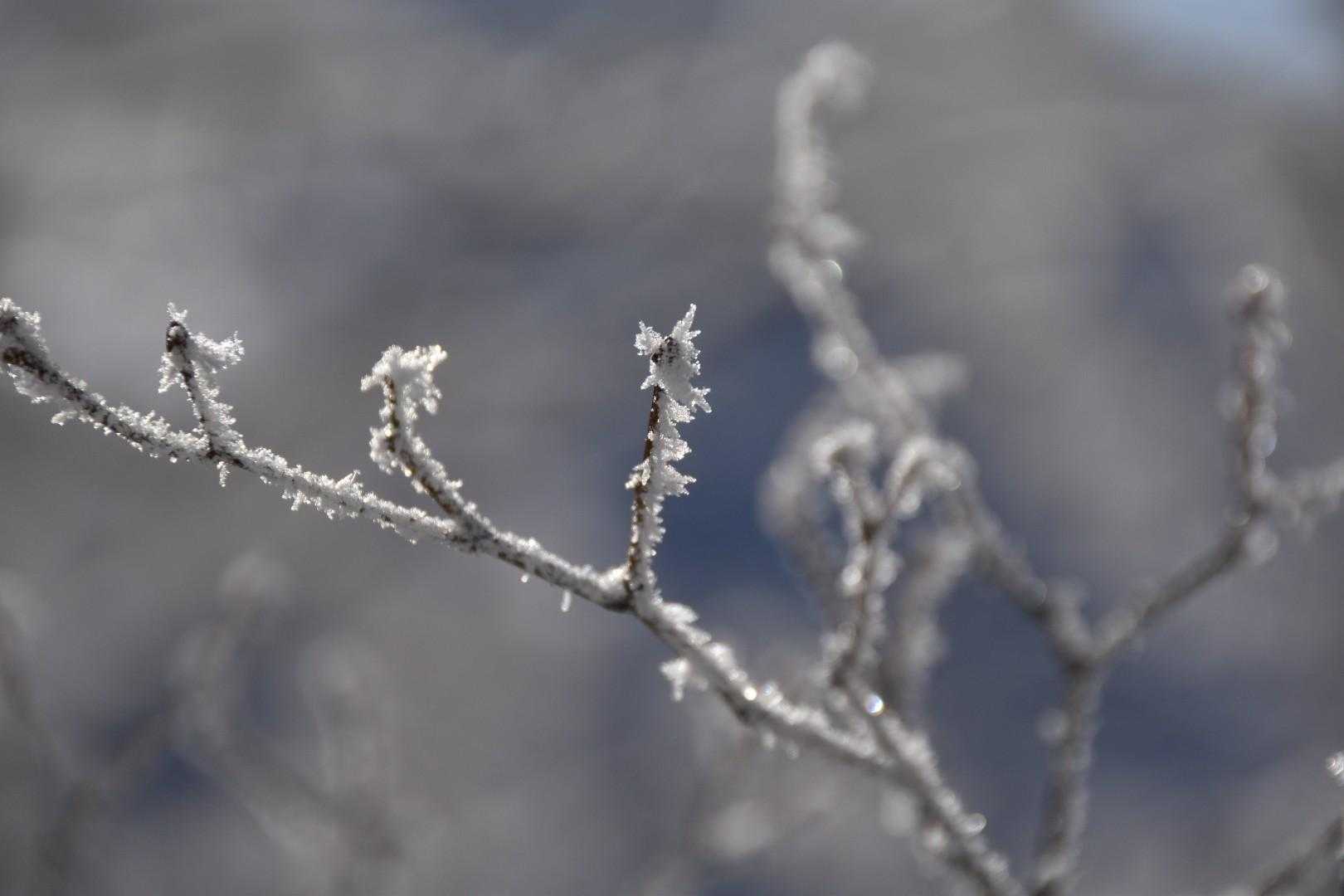結晶が綺麗