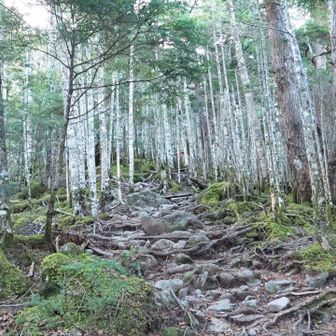 稜線までは、登りが続きます。
ただ、良く整備されておりましたので、
道迷いもないとは。