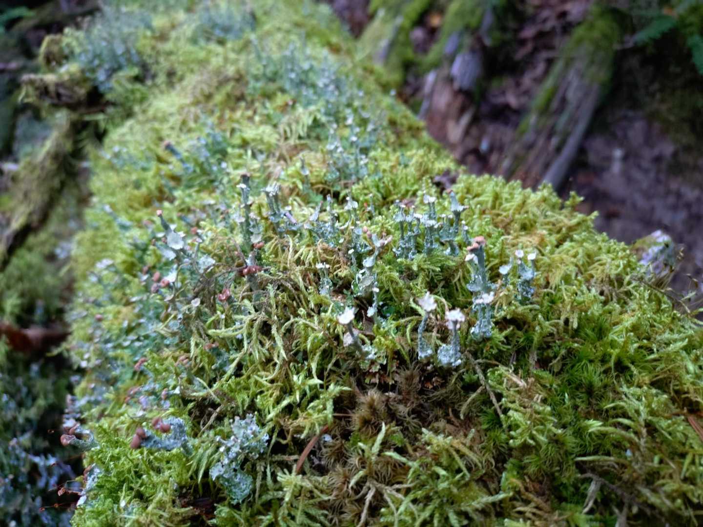 苔が美しい🌱