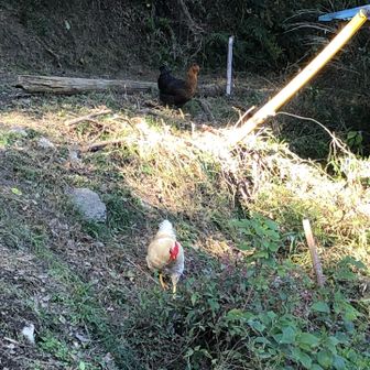 民家が飼っているニワトリ。放し飼い😳