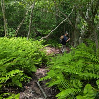 マダニが恐怖の、シダゾーン🌿