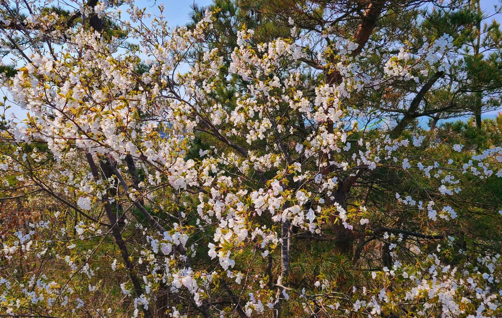 城崎山（新潟県）の写真
