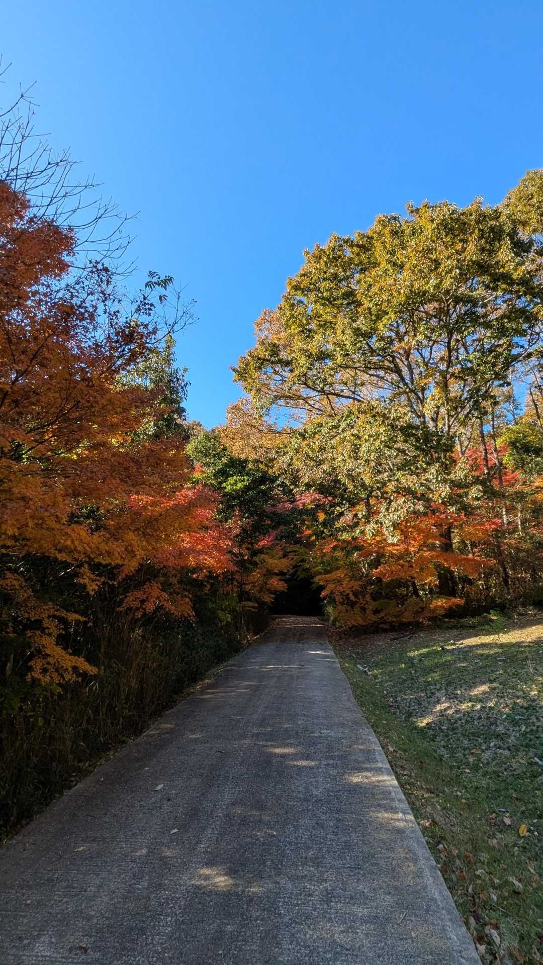 真っすぐ行ったとこの紅葉が目を引きます