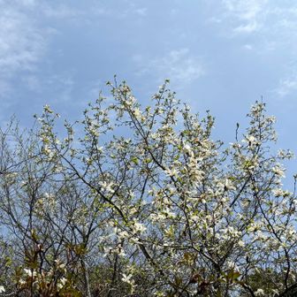 白木蓮も少し残ってた