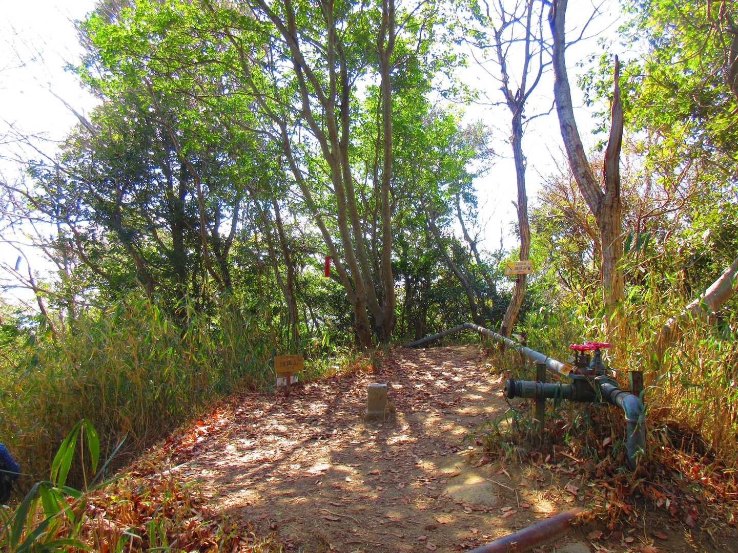 旗振山山頂