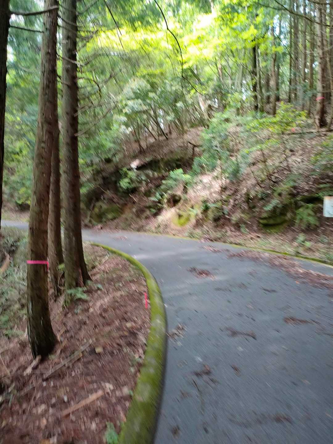 当初の予定では、野外センターから六所山と焙烙山を一緒に回るつもりだったけど、焙烙山の駐車場を通って見つけて、ここから焙烙山だけ登ろうということになりました　時短になるかな🤔

最初は結構長い林道