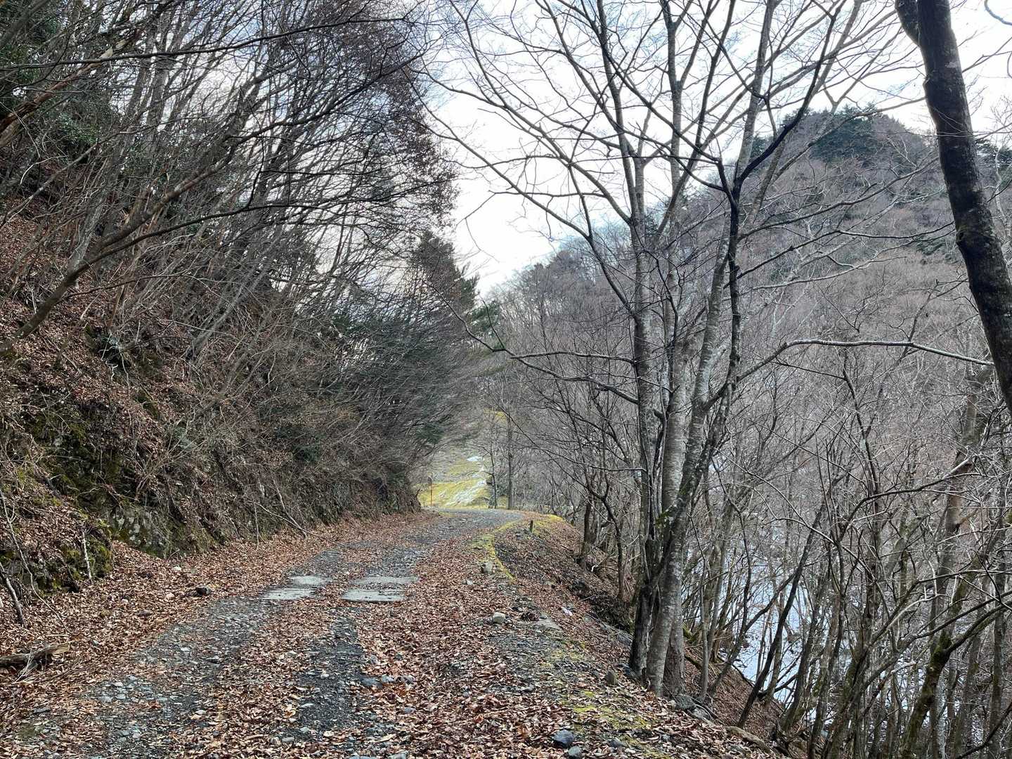 ゲートのところに車を駐めて林道を歩く