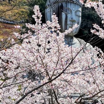 桜大仏