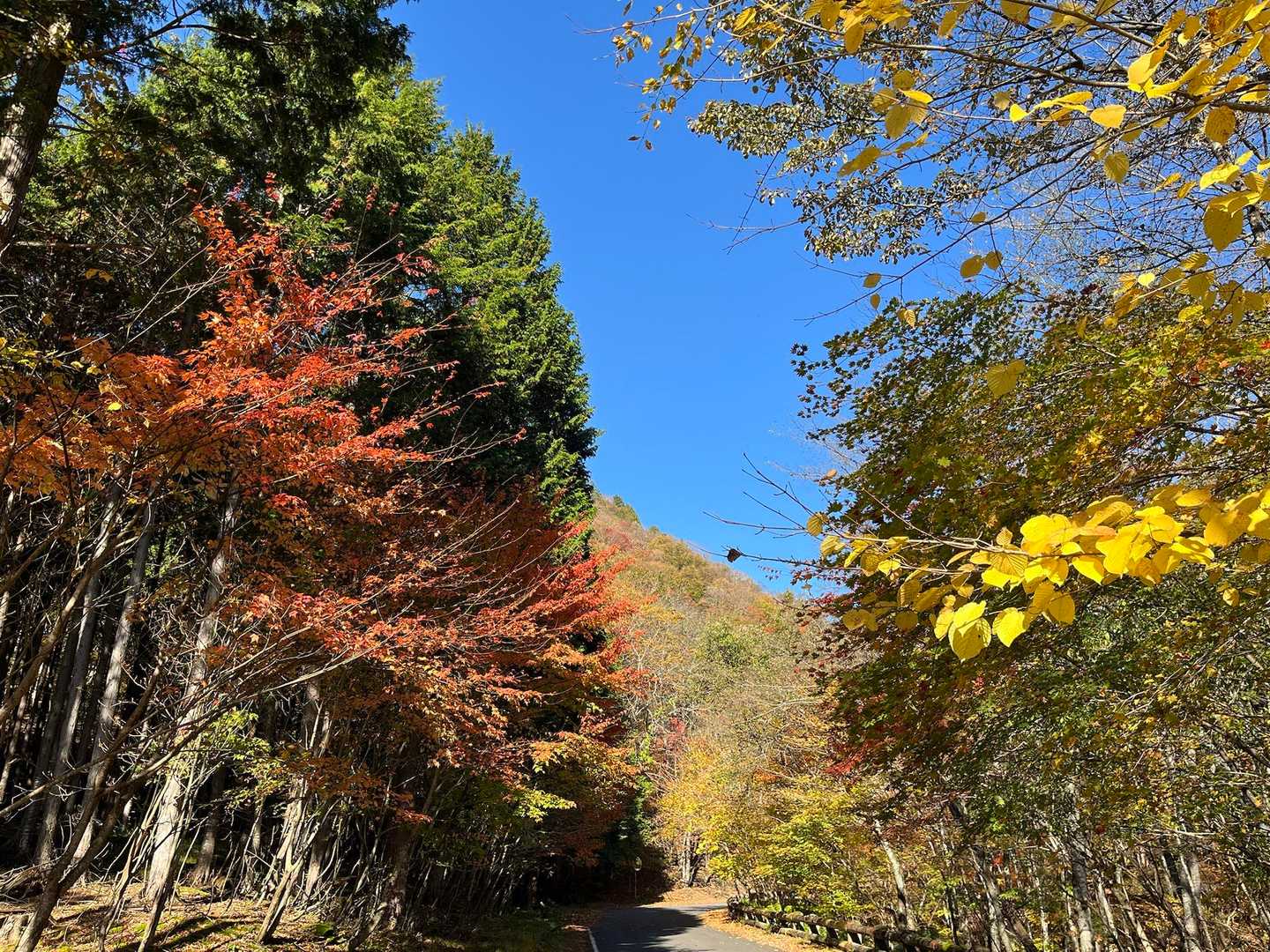 shiroinekoリクエストの紅葉🍁散歩