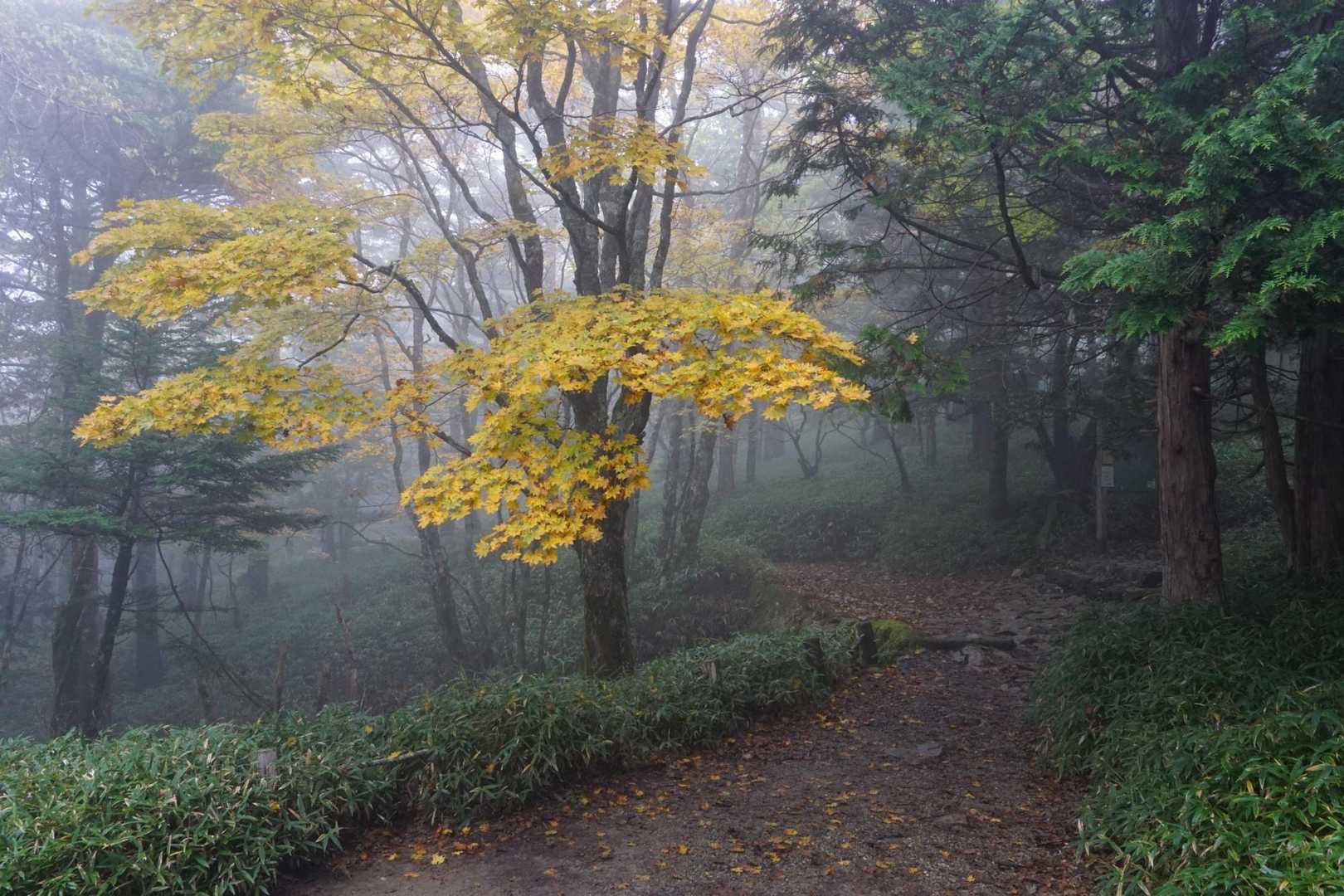 大台ヶ原バス停-大台ヶ原山-尾鷲辻-大蛇グラ 周回コースの写真