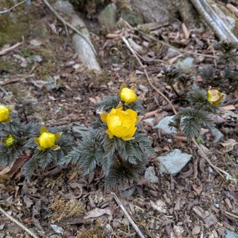 日当たりイマイチだからか閉じてってるな～