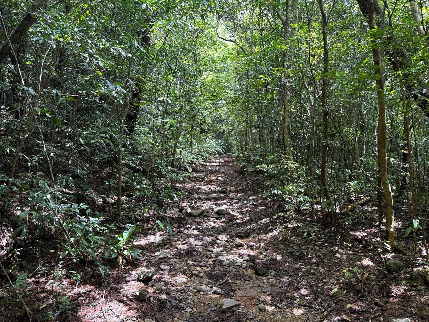 与那覇岳 往復コースの写真
