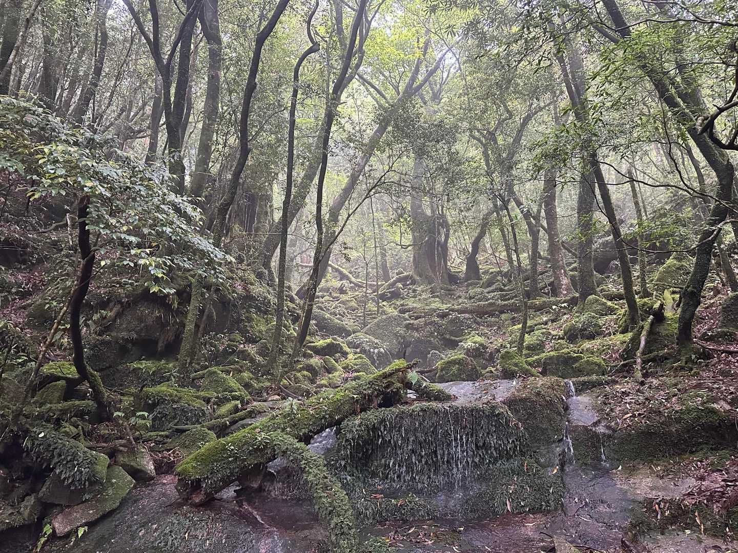 荒川登山口-ウィルソン株-縄文杉 往復コースの写真