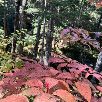秋の上高地界隈、美しさに溢れてました