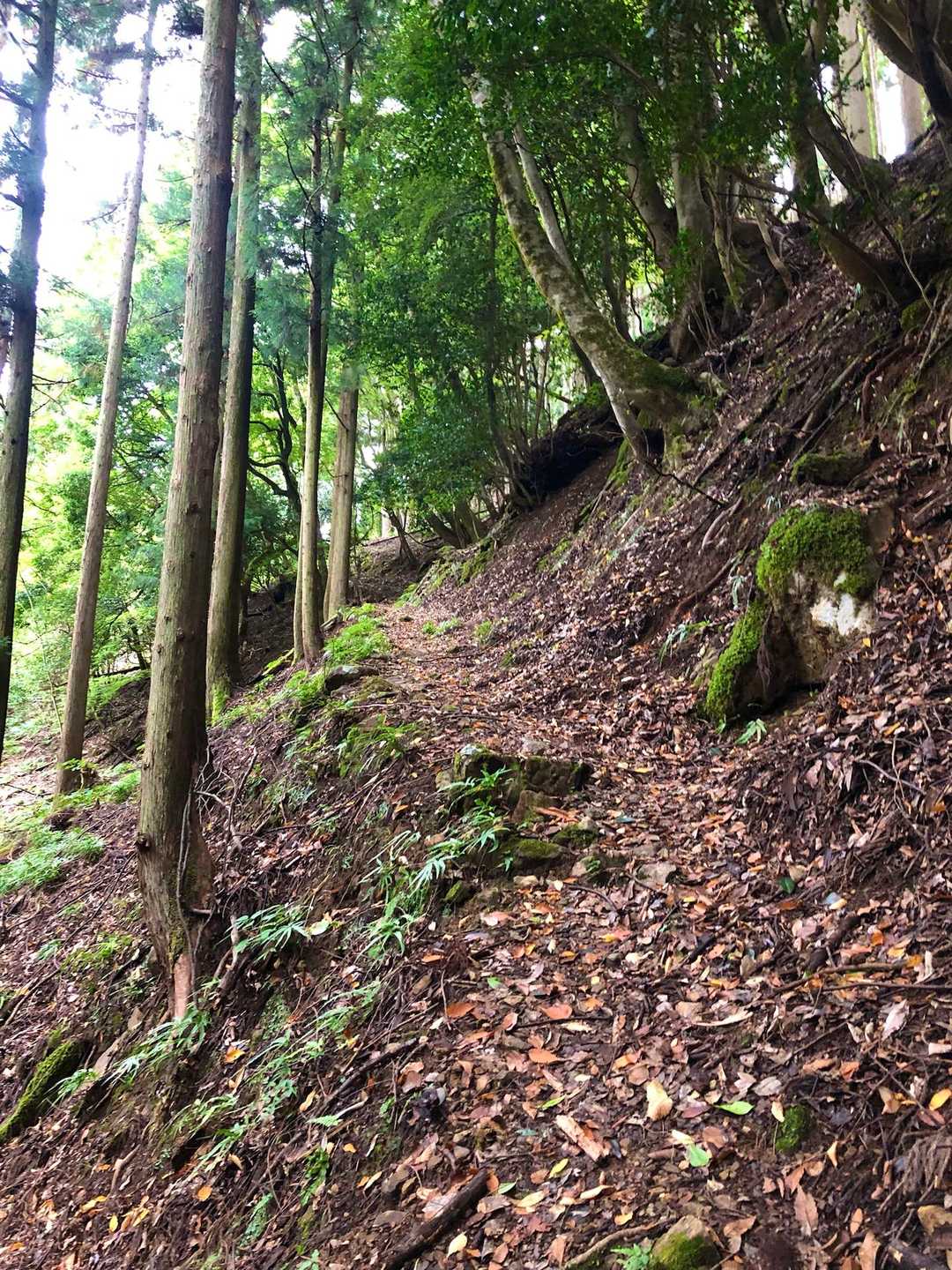 樹林帯の九十九折りの道を登る↗️