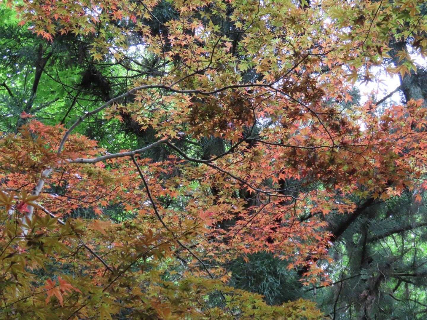 鳴川コースにある紅葉🍁
この木はいつも紅葉色ですね。