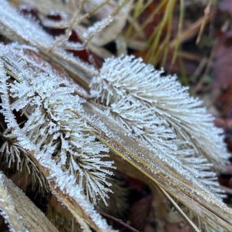 猫じゃらしが霜で細口ブラシみたいになってます。
少し足を止めるだけで体が冷えてしまう。
ちょっとしたことですが気をつけないとですね😊