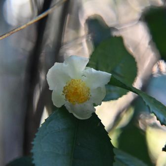 お茶の花
