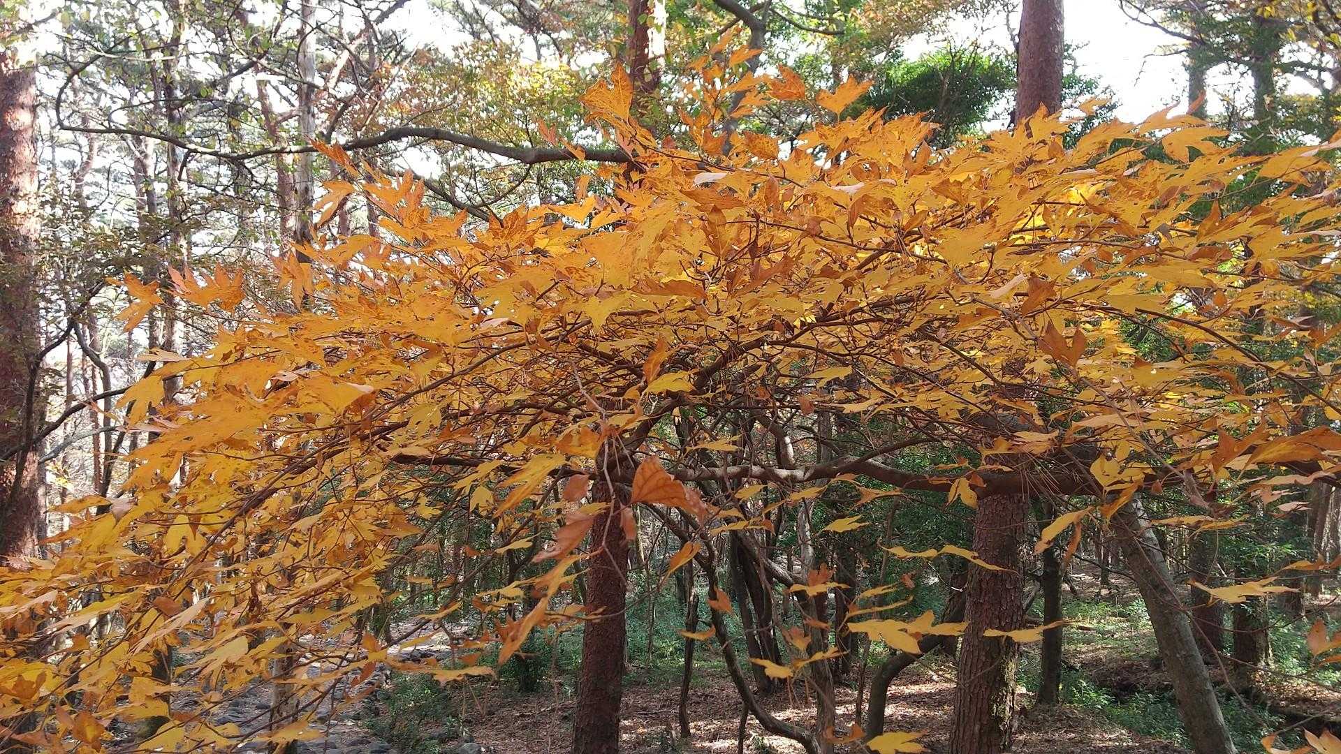 本日一の黄色