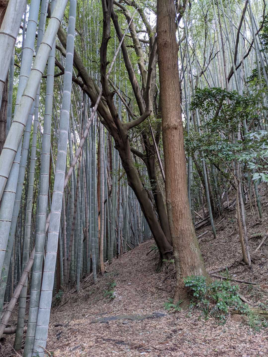 鶴羽山 周回コースの写真