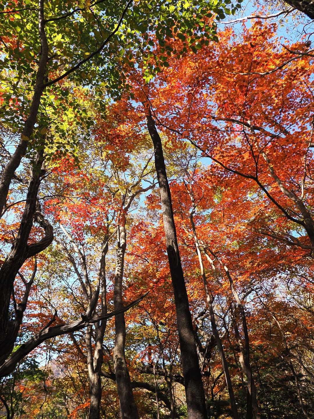 ミネ山-毛無山 周回コースの写真