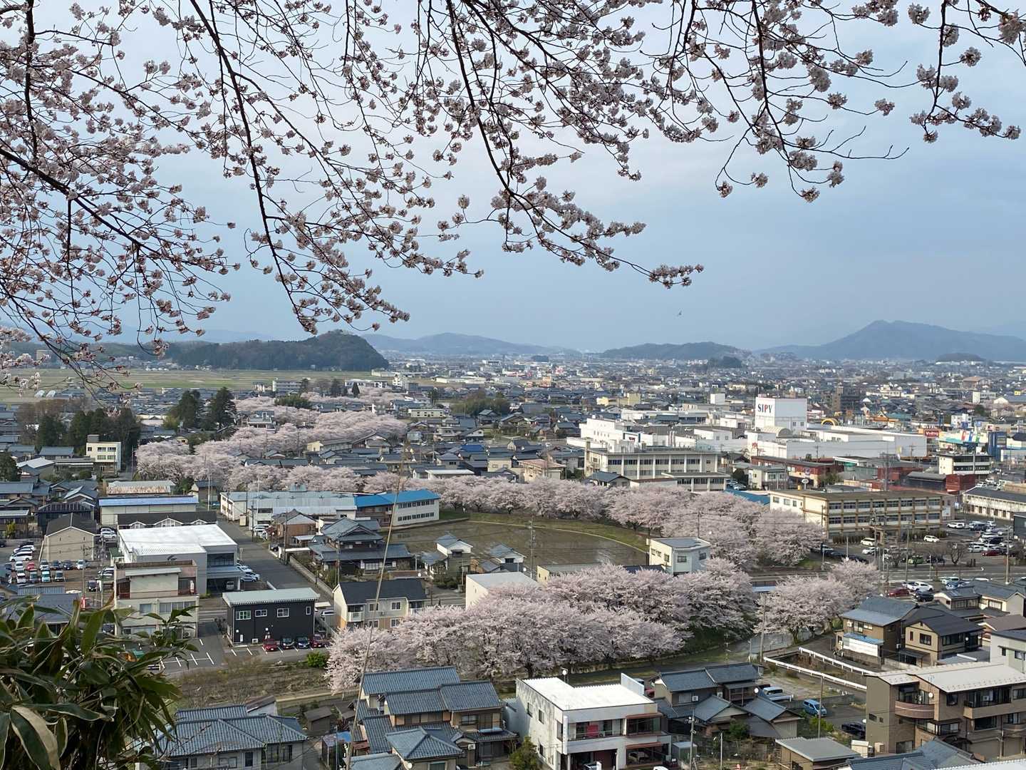 ピンクのもこもこ♡
愛宕山に長泉寺山、文殊山も。