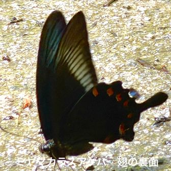 ミヤマカラスアゲハ（深山烏揚羽)
          鱗翅目アゲハチョウ科

　前の写真と同じ個体の翅の裏側

　高尾で見られなくなるのが心配。捕虫網を持っている人も多く見かけますが、節度を持って採取してください

　以上です。最後まで見ていただきありがとうございました