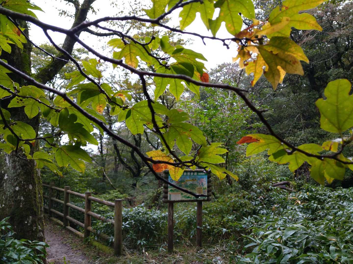 季節は巡る🍂🍁