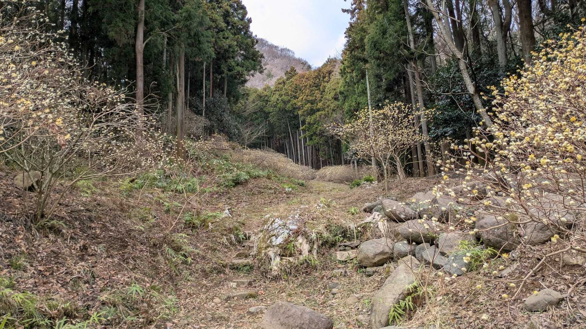 すべて咲いたら綺麗だろうな