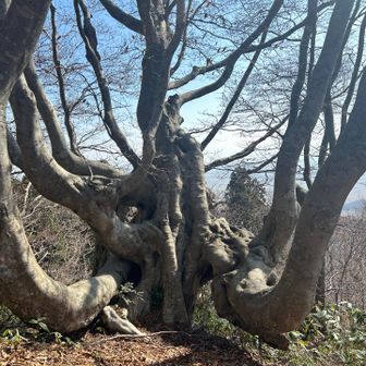 なんでしょう😳幹がすごいことに