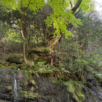 滝の上部に大きなカエデの木が
大岩を抱え込んで立っています。