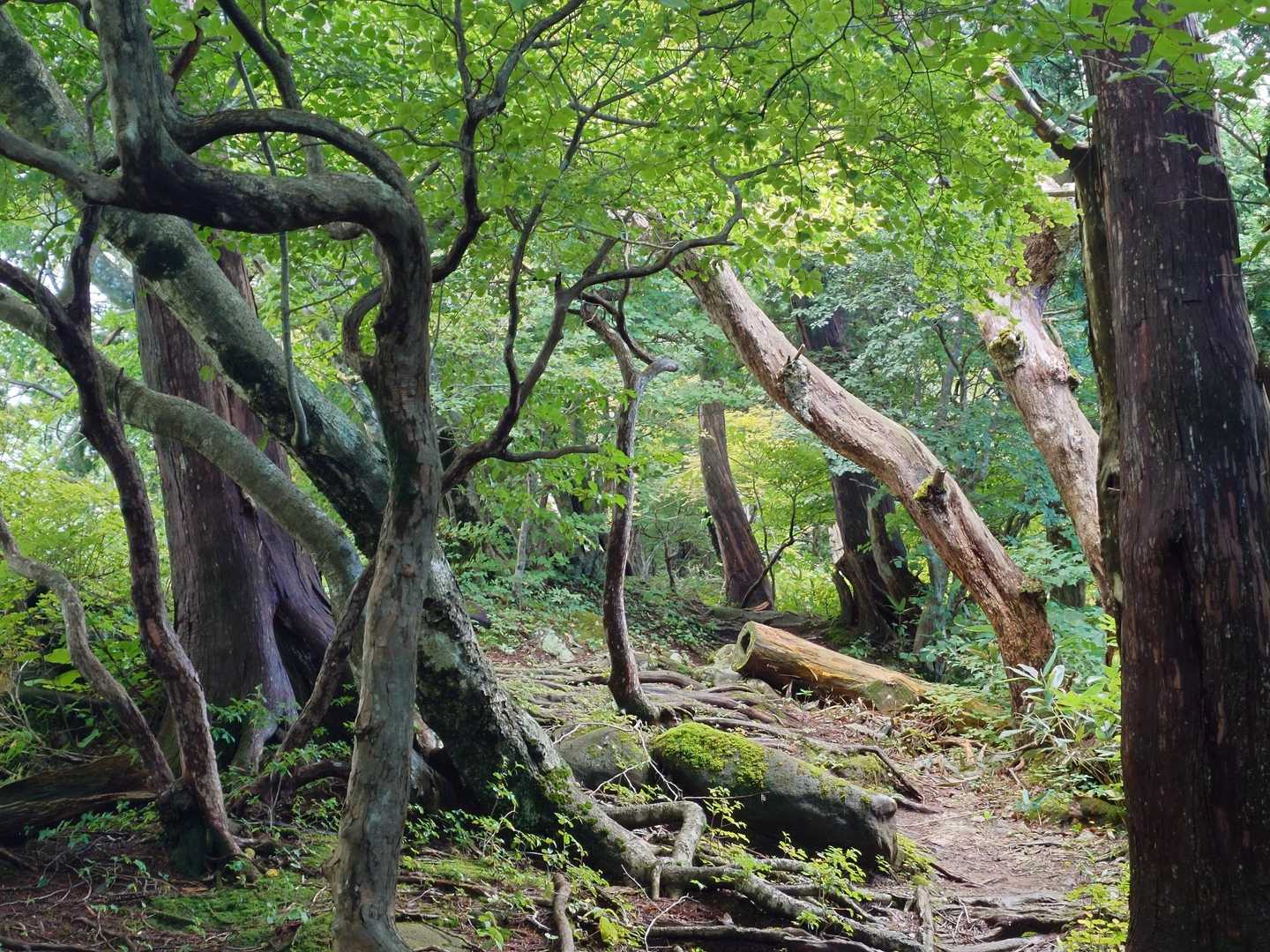 この木々の躍動感が好き💚