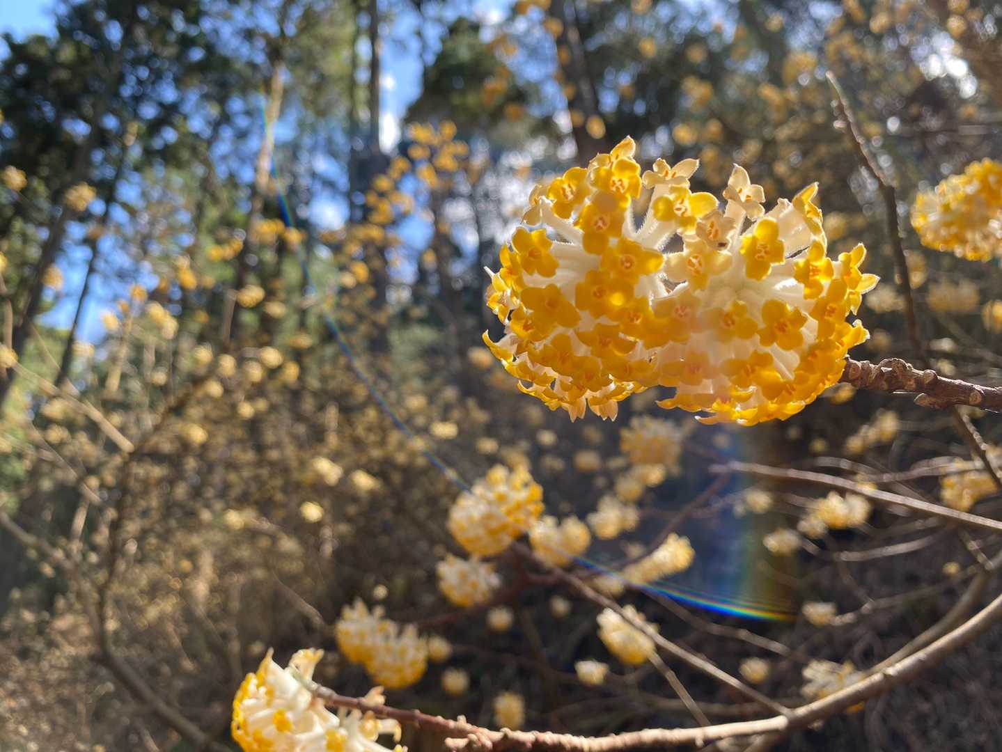 いい里さかがわ館-焼森山登山口-ミツマタの小径入口-鶏足山 往復コースの写真