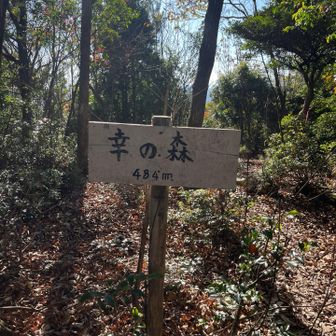 P484　幸の森
モミジ谷の発見者の名前をとって命名したのかな？
大台の春日峰の方にも「幸の平」とか有った様な、ハッピーたいら