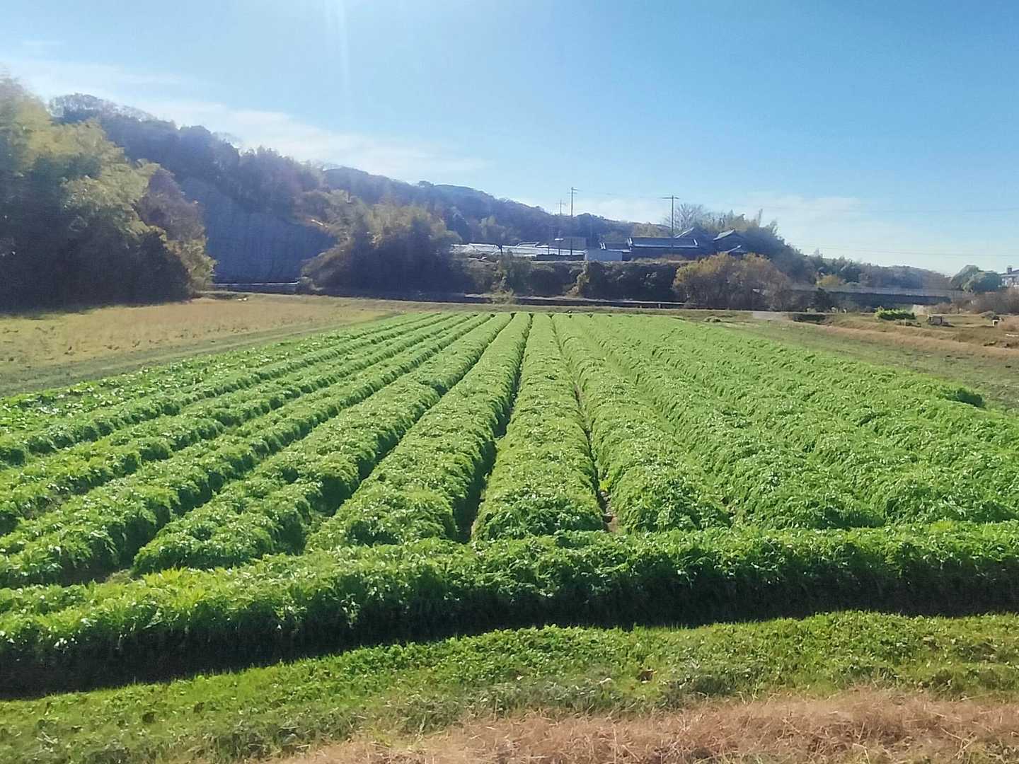 水菜畑