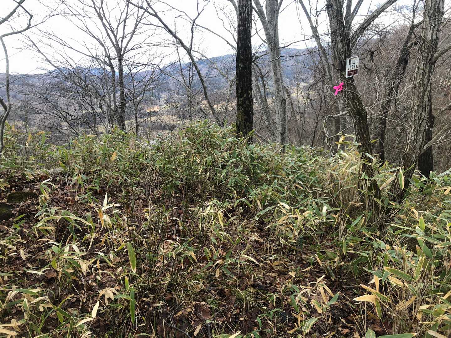 山頂は笹薮です！