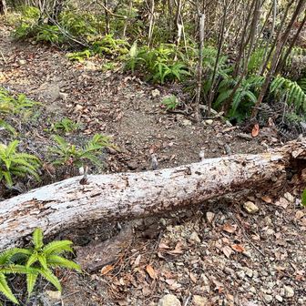 この倒木は、今日は手に負えず諦めた