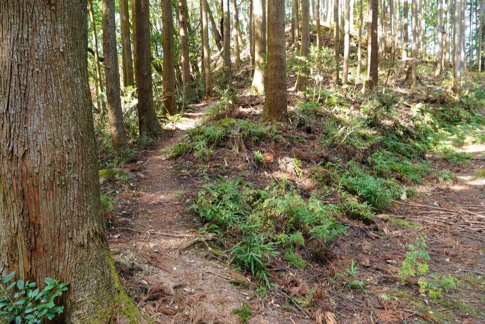 左の道を進みます。最初に来た時、間違えて右の道を行ってしまいました💦