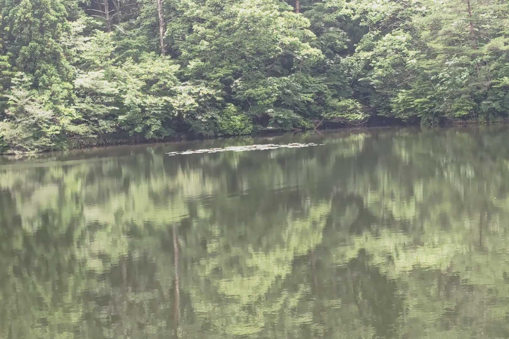 牛池の睡蓮はまだみたいです🌸