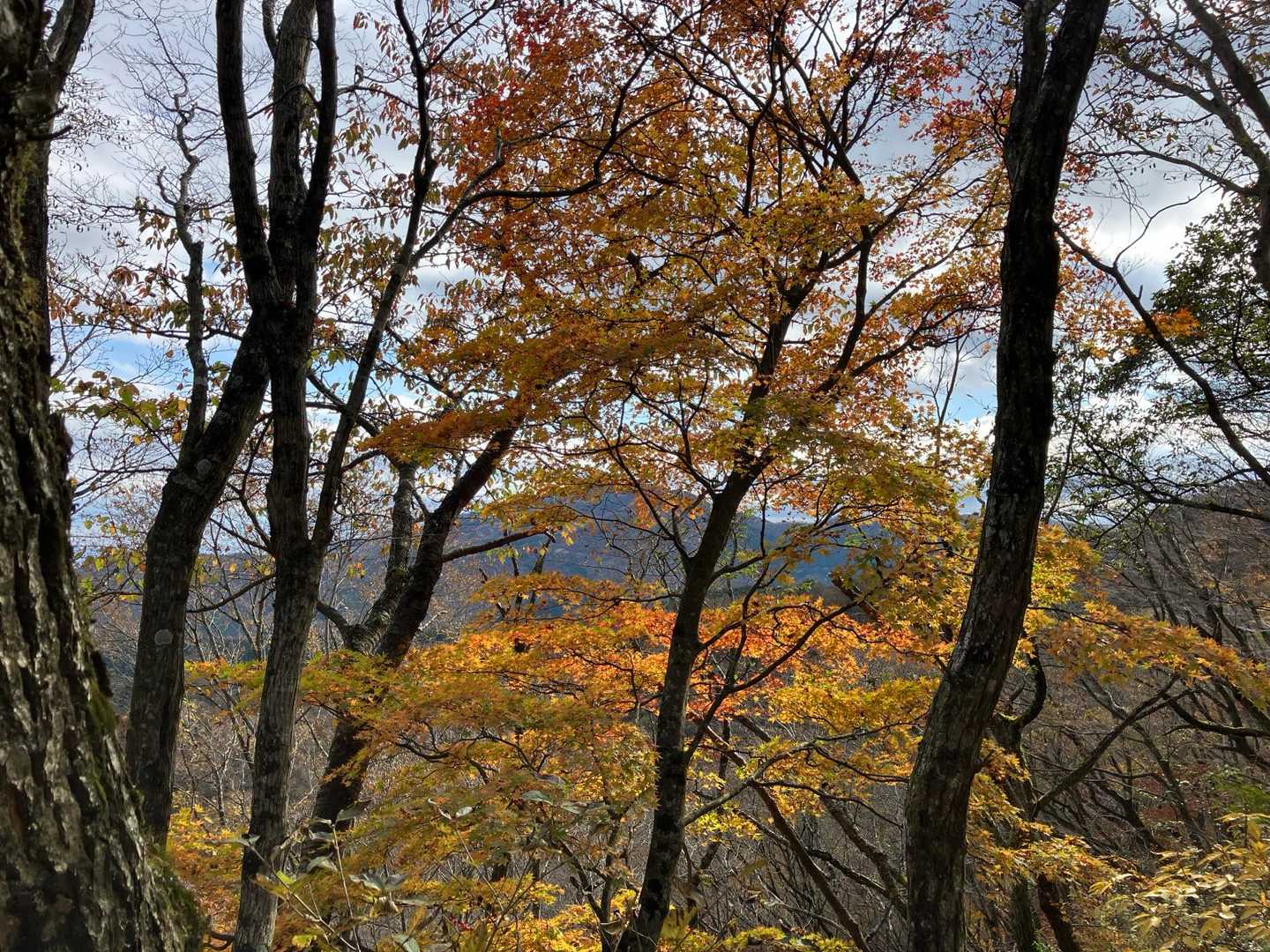 下の方は紅葉が見頃