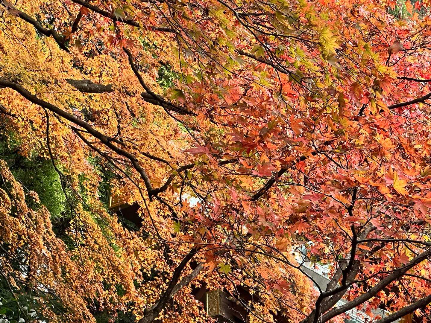 大山ケーブルバス停・大山阿夫利神社 周回コースの写真