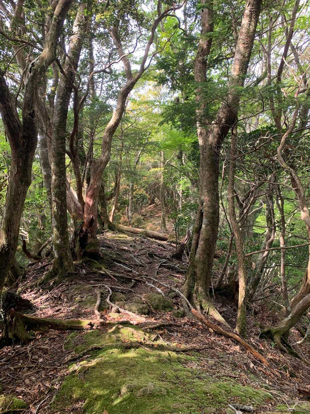 タママツ尾根登山口-法師山 往復コースの写真