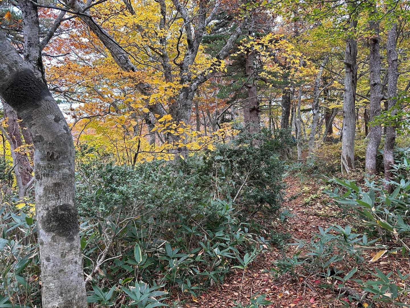 ほらね✌️当たりでした。ずーっと広葉樹林の林間コース。紅葉してなかったら飽きるけど、時々脚を休めながら、騙し騙し下ります。
妻は、孫の忘れ物の笛を吹き続けています。ありがとう🙏
妻はいつもは、なぜか森の熊さんの歌を歌い続けていますが、それって🐻が寄って来るんじゃないのと私は思うのです😅