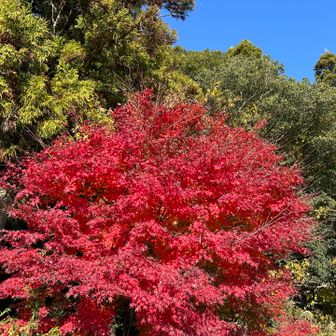 今日も無事下山☺️紅葉間に合ってよかった🙌🍁
今日もご一緒ありがとございました😆🤟