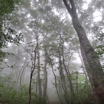 霧がかり、幻想的な登山道
良き良き🤗