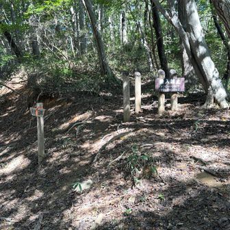 また山道に入ります。